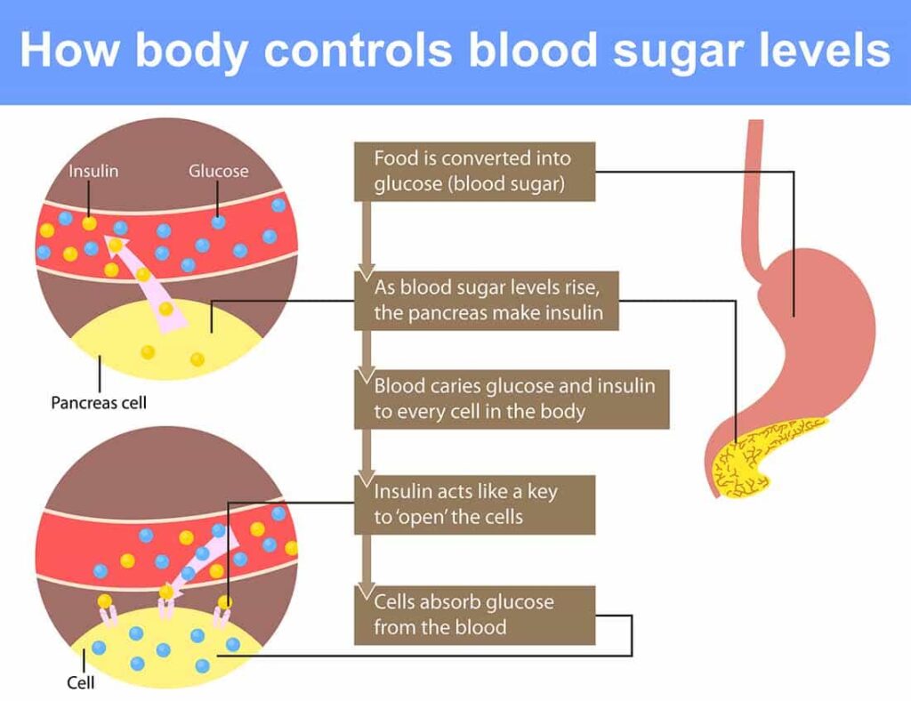 diagrama de como o corpo controla o açúcar no sangue com insulina e glicose 