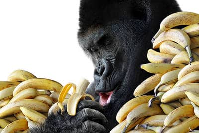 gorilla eating bananas