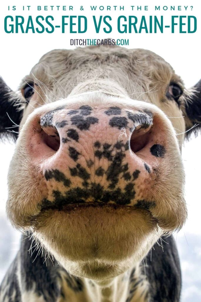 close up of a happy grass-fed cow