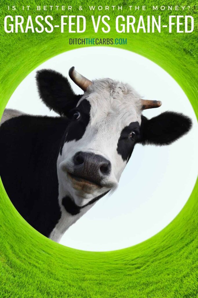 close up of a happy grass-fed cow surrounded by a circle of green grass